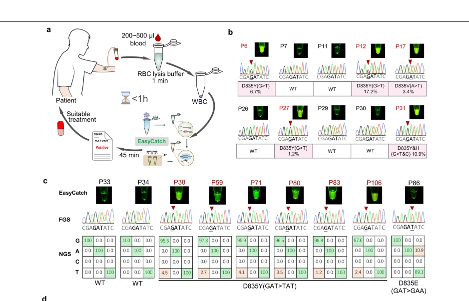 EasyCatch, a convenient, sensitive and specifc CRISPR detection system for cancer gene mutations
