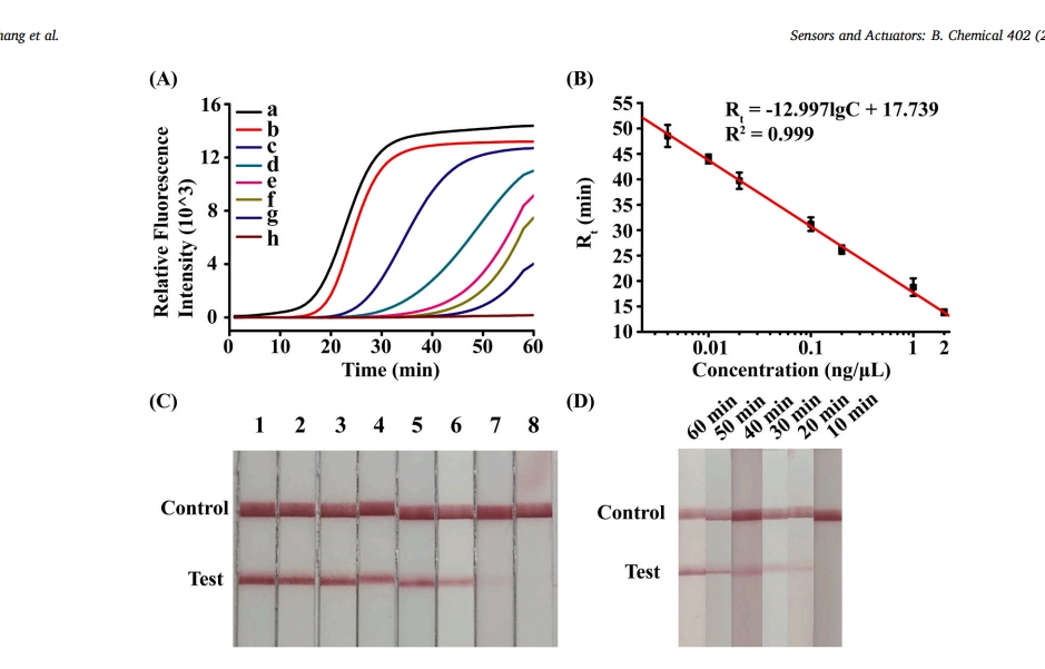 A point-of-care single nucleotide variation assay based on strand-displacement-triggered recombinase polymerase amplification