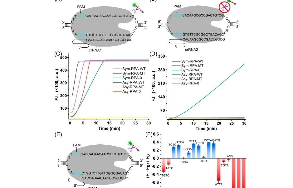 Completely Free from PAM Limitations: Asymmetric RPA with CRISPR/Cas12a for Nucleic Acid Assays