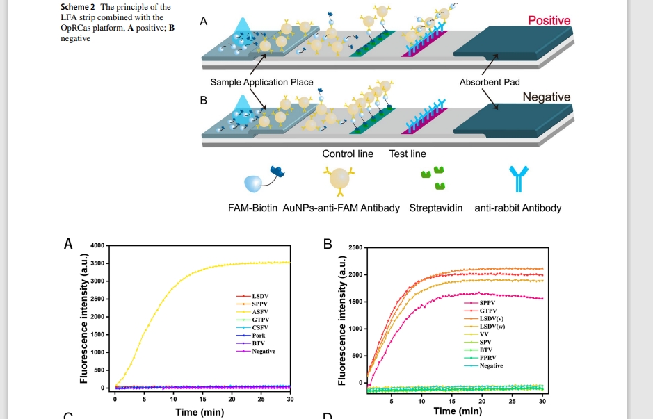 One‑pot platform for rapid detecting virus utilizing recombinase polymerase amplifcation and CRISPR/Cas12a