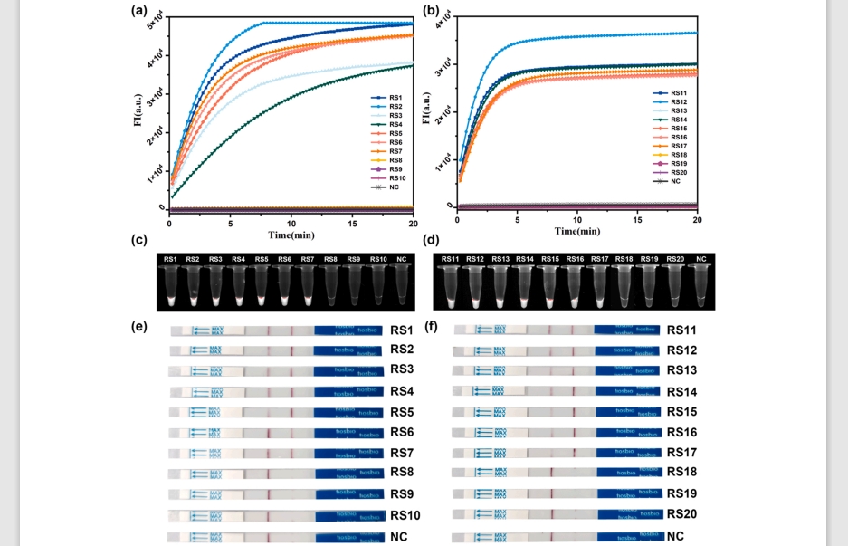 Reverse Transcriptase Enzyme-assisted recombinant isothermal amplification with CRISPR/Cpf1 for RNA virus assay