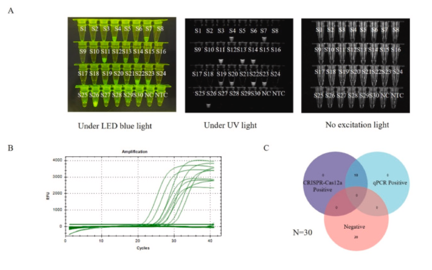 Enzymatic Recombinase Amplification Coupled with CRISPR-Cas12a for Ultrasensitive, Rapid, and Specific Porcine circovirus 3 Detection