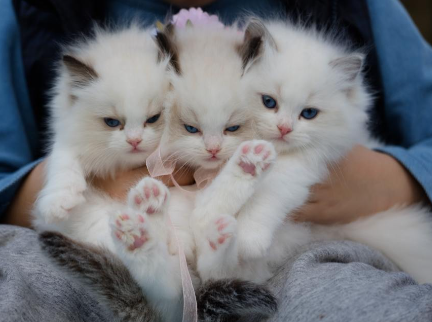 Establishment and application of ERA-LFD method for rapid detection of feline calicivirus