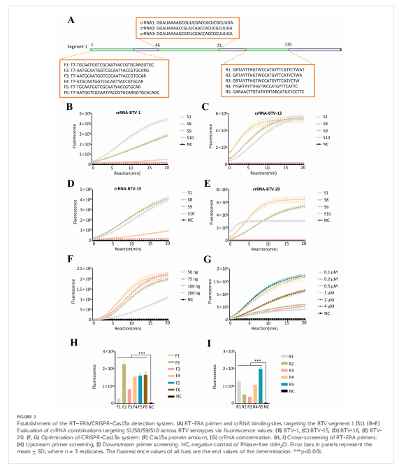 Rapid and accurate detection method for bluetongue virusbased on CRISPR-Cas13acombined with RT-ERA