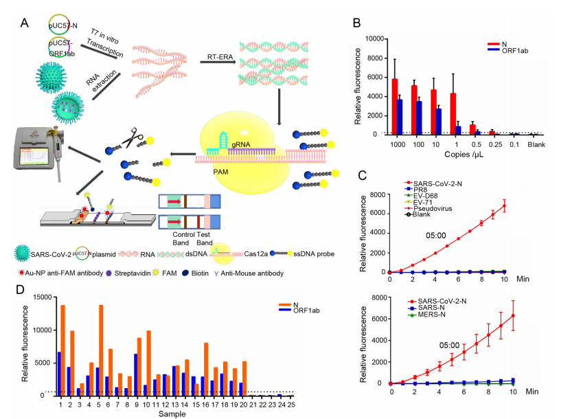 CRISPR/Cas12a Technology Combined with RT-ERA for Rapid and Portable SARS-CoV-2 Detection
