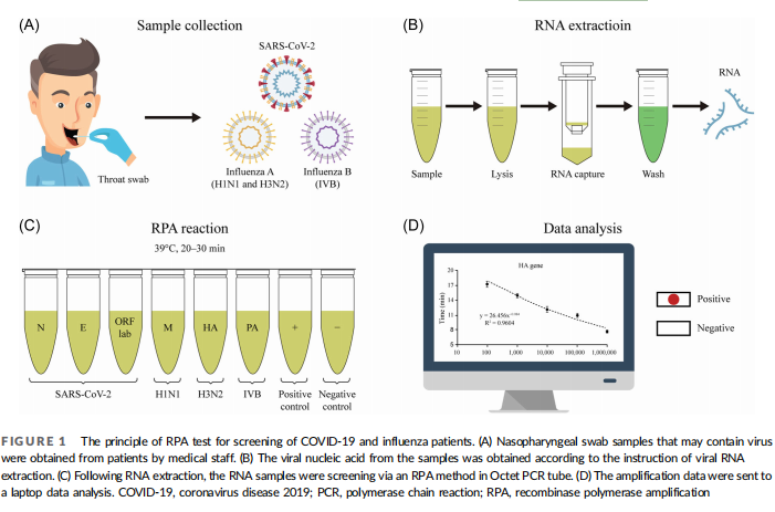 Development of a multi‐recombinase polymerase amplification assay for rapid identification of COVID‐19, influenza A and B