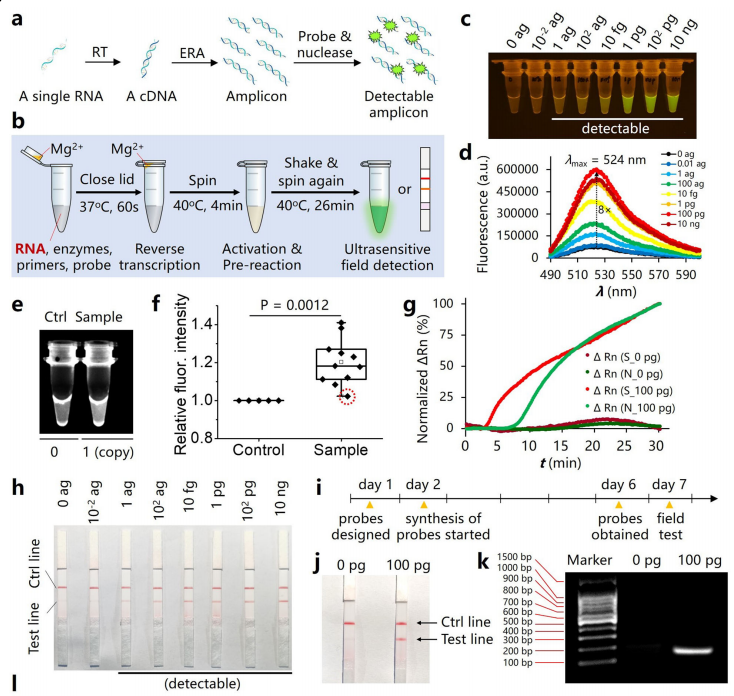 Single-copy sensitive, field-deployable, and simultaneous dual-gene detection of SARS-CoV-2 RNA via modified RT–RPA