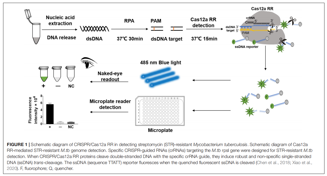 A Recombinase Polymerase Amplification-Coupled Cas12a Mutant-Based Module for Efficient Detection of Streptomycin-Resistant Mutations in Mycobacterium tuberculosis