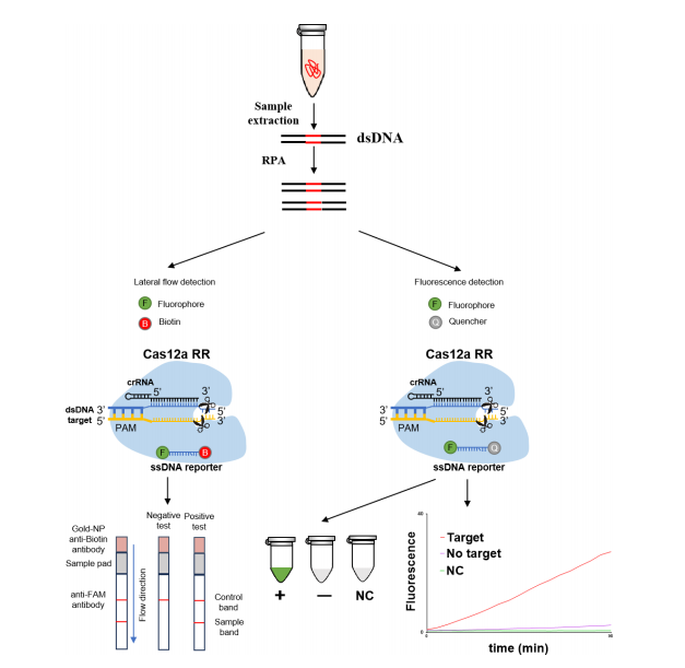 Application of engineered CRISPR/Cas12a variants with altered  protospacer adjacent motif specificities for the detection of  isoniazid resistance mutations in Mycobacterium tuberculosis