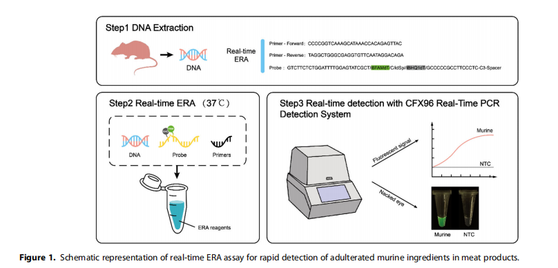 Rapid detection of murine-derived ingredients in meat products using real-time enzymatic recombinase amplification