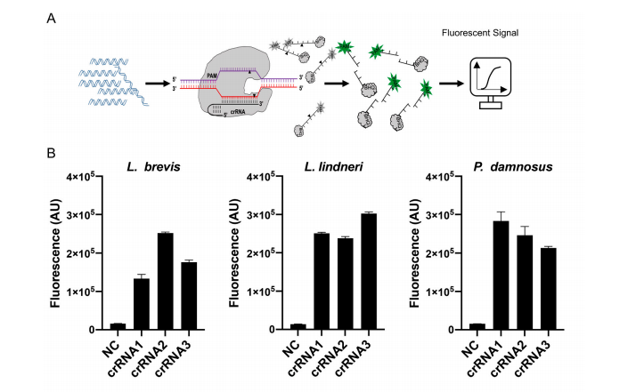 CRISPR/Cas12a-assisted rapid identification of key beer spoilage bacteria