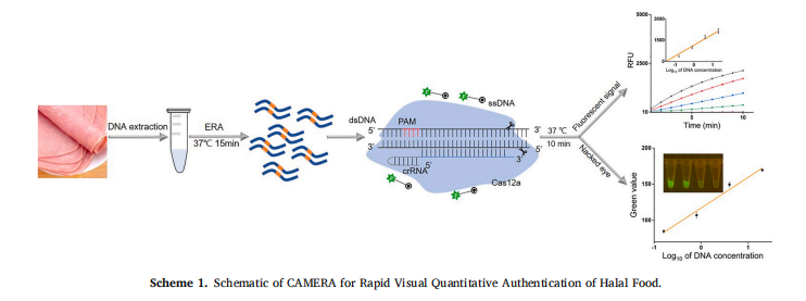CRISPR/Cas12a-mediated Enzymatic recombinase amplification for rapid  visual quantitative authentication of halal food