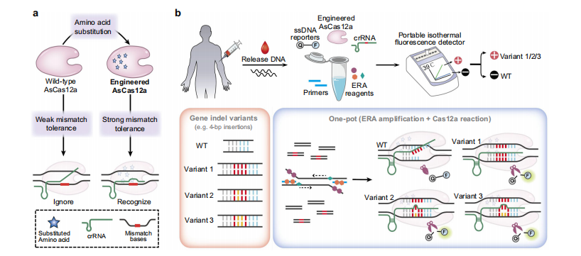 CoHIT: a one-pot ultrasensitive ERA-CRISPR system for detecting multiple same-site indels