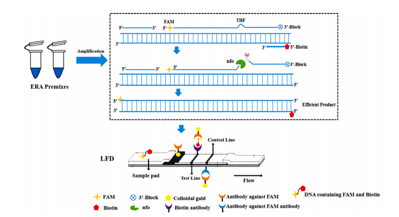 Experimental study on the detection of Gastrodia elata by enzymatic recombinase amplification and immunochromatography