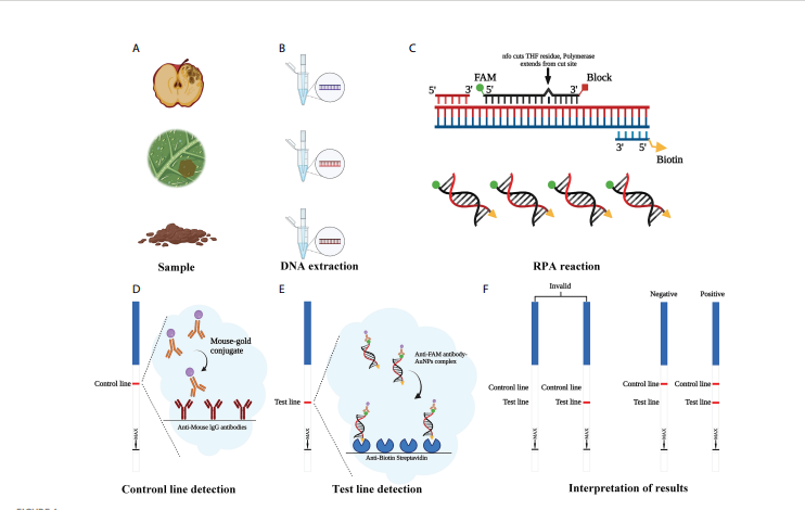 Rapid detection of Phytophthora cinnamomi based on a new target gene Pcinn13739