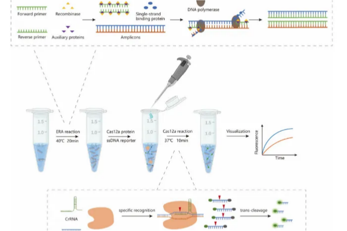 An ERA-CRISPR/Cas12a Method for Highly Sensitive Deyection of Human Adenovirus Type 55